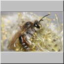 Andrena ventralis - Sandbiene w01a.jpg